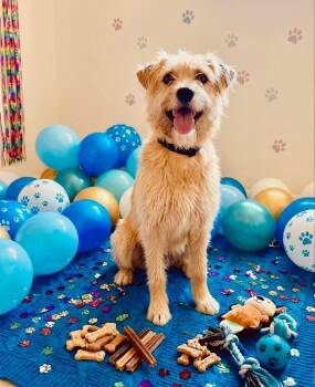 Terrier Dogs Available for Adoption in San Tan Valley, Arizona - Mocha | PetCurious