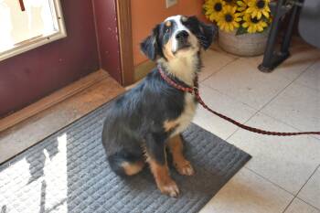 Beans -  Border Collie Dog for Adoption in North Judson, Indiana - Beans | PetCurious