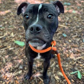 Petal -  Mixed Breed Dog for Adoption in Decatur, Georgia - Petal | PetCurious