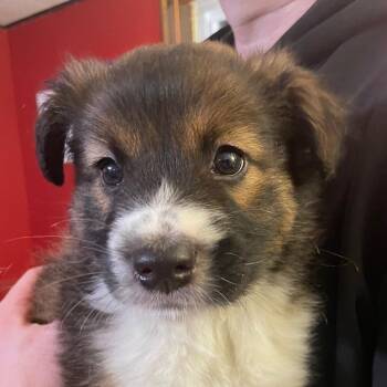 Australian Shepherd Dogs Available for Adoption - Desmond | PetCurious