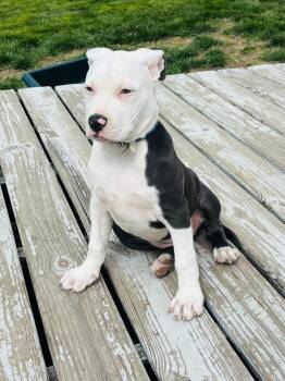 Pit Bull Terrier Dogs Available for Adoption in Indianapolis, Indiana - Felicia | PetCurious