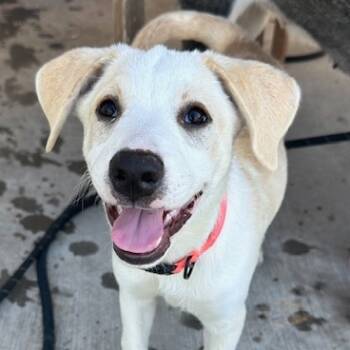 Rescue Husky and Cattle Dog Dogs for Adoption in Austin, Texas - Opal LM | PetCurious