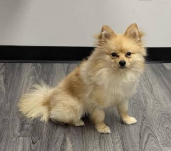 Pomeranian Dogs Available for Adoption - Parker | PetCurious