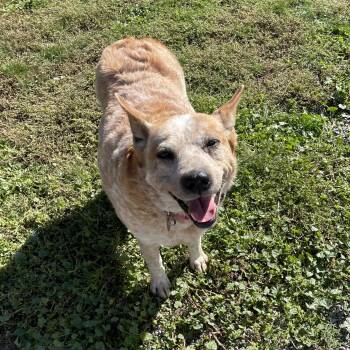 Ruby -  Australian Cattle Dog Blue Heeler Dog for Adoption in Bonners Ferry, Idaho - Ruby | PetCurious