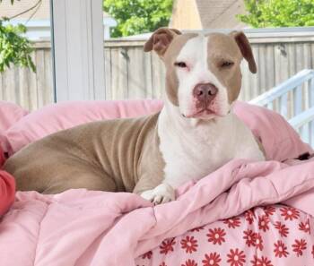 Eva Backyard Bliss -  Pit Bull Terrier and American Staffordshire Terrier Dog for Adoption in Friendswood, Texas - Eva Backyard Bliss | PetCurious