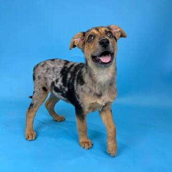 Australian Shepherd and Catahoula Leopard Dog Dogs Available for Adoption in Alvin, Texas - Bluebonnet | PetCurious