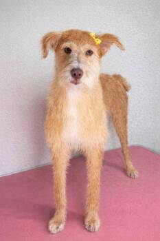 Lady Liberty -  Mixed Breed Dog for Adoption in Wayne, New Jersey - Lady Liberty | PetCurious