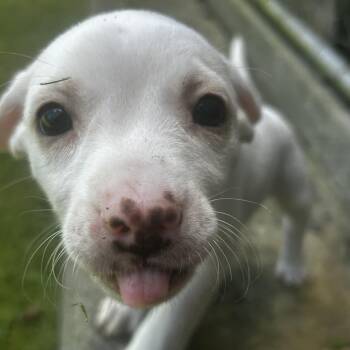 Moonie -  Feist Dog for Adoption in Spruce Pine, North Carolina - Moonie | PetCurious