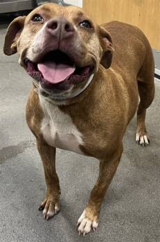 Rescue Terrier Dogs for Adoption - CINNAMON | PetCurious