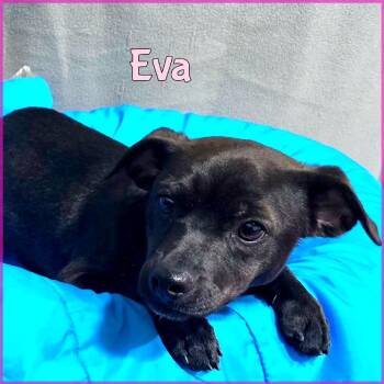 Mixed Breed Dogs Available for Adoption in Joliet, Illinois - Eva | PetCurious