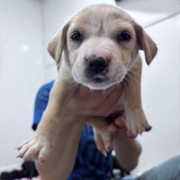 Charlotte -  Mixed Breed Dog for Adoption in Bismarck, North Dakota - Charlotte | PetCurious