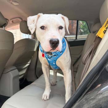 Parker -  Labrador Retriever and Bulldog Dog for Adoption in Boulder, Colorado - Parker | PetCurious