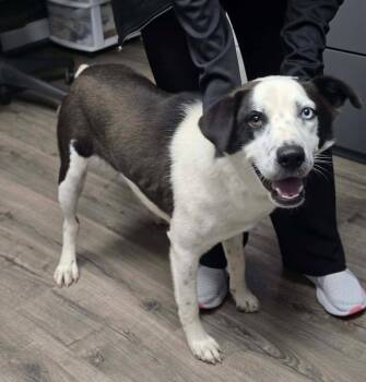 Neymar -  Border Collie Dog for Adoption in Sedalia, Colorado - Neymar | PetCurious