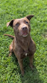 Rescue Mixed Breed Dogs for Adoption in Benton Harbor, Michigan - Reese | PetCurious