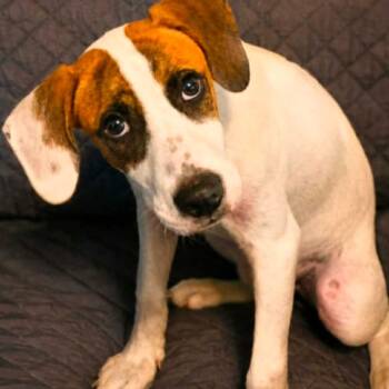 Napa Dapa Duey -  Great Pyrenees and Hound Dog for Adoption in Wadena, Minnesota - Napa Dapa Duey | PetCurious