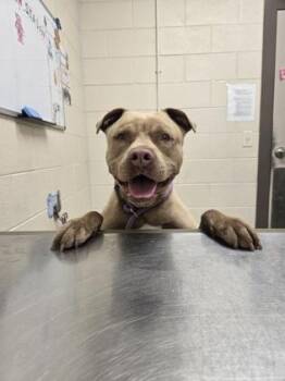 Woody Boyd -  Pit Bull Terrier and Mixed Breed Dog for Adoption in Westland, Michigan - Woody Boyd | PetCurious