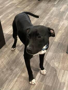 Labrador Retriever Dogs Available for Adoption - Pax #A-140476 | PetCurious