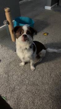 Arnie -  Shih Tzu Dog for Adoption in Overland Park, Kansas - Arnie | PetCurious