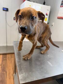 Staffordshire Bull Terrier and Catahoula Leopard Dog Dogs Available for Adoption in Fayetteville, Tennessee - Parmesan | PetCurious