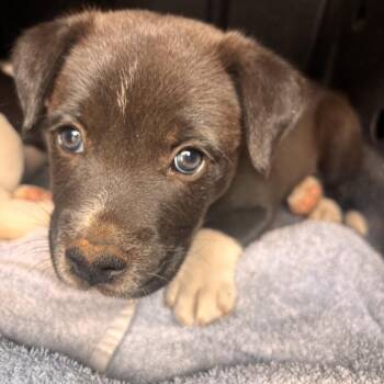Pit Bull Terrier Dogs Available for Adoption in Austin, Texas - Stew | PetCurious