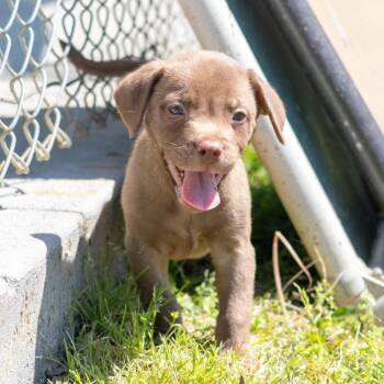 Mixed Breed Dogs Available for Adoption in Wilmington, Delaware - Twinkies | PetCurious