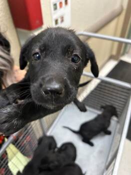 Sally Carrera -  Black Labrador Retriever Dog for Adoption in Hobbs, New Mexico - Sally Carrera | PetCurious