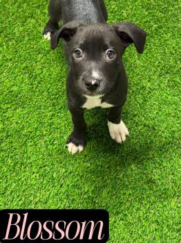 Pit Bull Terrier Dogs Available for Adoption in West Milford, New Jersey - Blossom | PetCurious