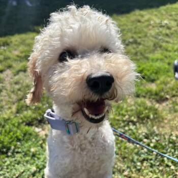 Poodle and Mixed Breed Dogs Available for Adoption in Nashville, Tennessee - Cinnamoroll | PetCurious