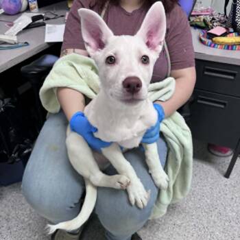 Mixed Breed Dogs Available for Adoption in Hailey, Idaho - Chester | PetCurious