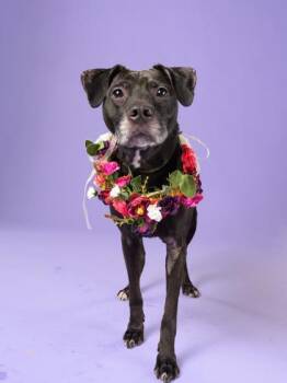 Kaari -  Pit Bull Terrier and Mixed Breed Dog for Adoption in Atlanta, Georgia - Kaari | PetCurious