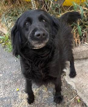 Poodle and Retriever Dogs Available for Adoption in Thompson Falls, Montana - Lily | PetCurious