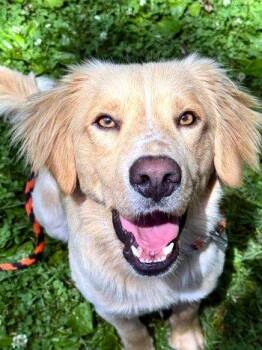 Dilly -  Golden Retriever Dog for Adoption in Bedford Hills, New York - Dilly | PetCurious