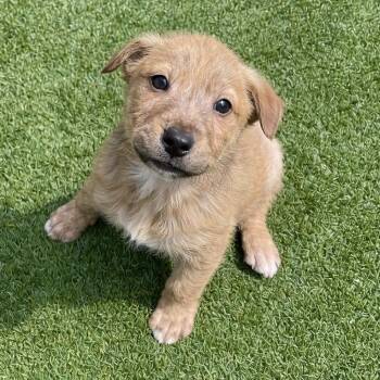 Terrier and Mixed Breed Dogs Available for Adoption - Little Rusty | PetCurious