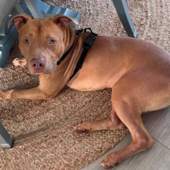 DOM -  Pit Bull Terrier Dog for Adoption in Largo, Florida - DOM | PetCurious