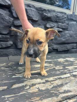 Frenchy (Light Blue) (Juno) -  Shepherd and Mixed Breed Dog for Adoption in Russellville, Kentucky - Frenchy (Light Blue) (Juno) | PetCurious