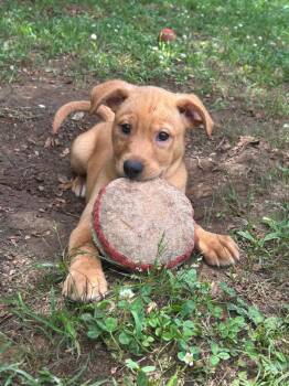Belle -  Labrador Retriever Dog for Adoption in Benton, Arkansas - Belle | PetCurious
