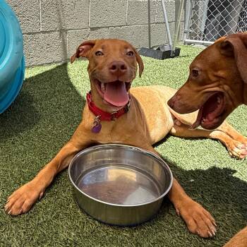 George -  Pit Bull Terrier Dog for Adoption in Los Angeles, California - George | PetCurious