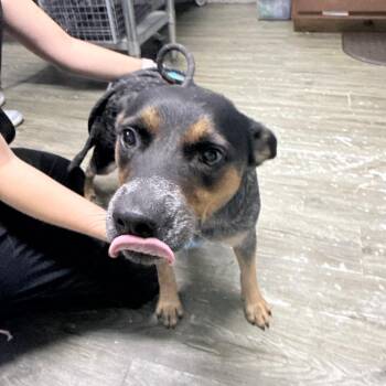 Mae -  Australian Cattle Dog Blue Heeler Dog for Adoption in Summerville, South Carolina - Mae | PetCurious