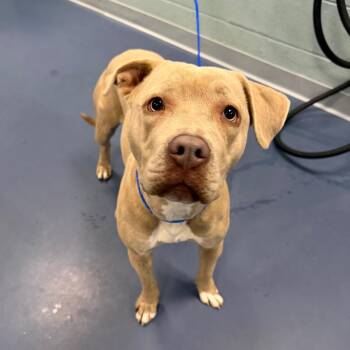 Pit Bull Terrier Dogs Available for Adoption - Cash MOnEy | PetCurious