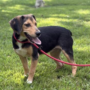 CLOVER -  Beagle Dog for Adoption in Locust Fork, Alabama - CLOVER | PetCurious