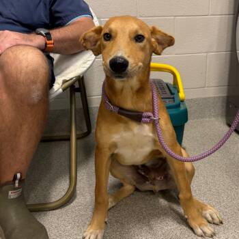 Mixed Breed Dogs Available for Adoption in Englewood, Florida - Sawyer | PetCurious