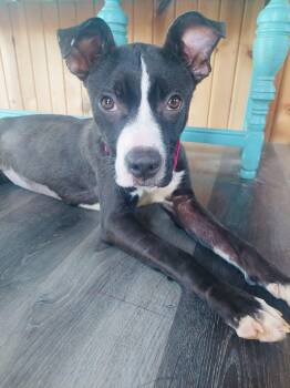 Rescue Boston Terrier and Terrier Dogs for Adoption in Winter, Wisconsin - Cruella | PetCurious