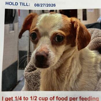 Carlos -  Chihuahua and Mixed Breed Dog for Adoption in Jupiter, Florida - Carlos | PetCurious