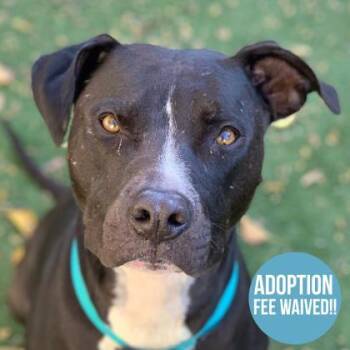 Rescue Pit Bull Terrier Dogs for Adoption in Sacramento, California - Pe-pe | PetCurious