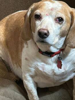 Beagle Dogs Available for Adoption - Logan | PetCurious