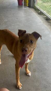 Tootsie -  Pit Bull Terrier Dog for Adoption in Port Lavaca, Texas - Tootsie | PetCurious