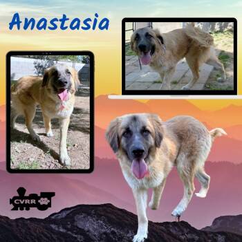 Great Pyrenees and Anatolian Shepherd Dogs Available for Adoption - Anastasia | PetCurious