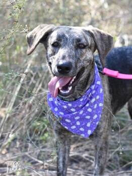 Rescue Dutch Shepherd and Catahoula Leopard Dog Dogs for Adoption in Conroe, Texas - Tikki | PetCurious