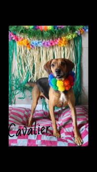 Cavalier -  Black And Tan Coonhound Dog for Adoption in Berea, Kentucky - Cavalier | PetCurious