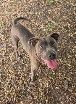 Vinny -  Shepherd and American Bully Dog for Adoption in Hamilton, Ontario - Vinny | PetCurious